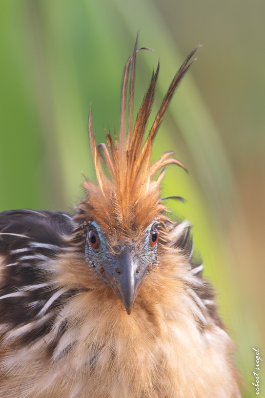 hoatzin